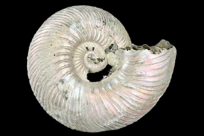 Iridescent, Pyritized Ammonite (Quenstedticeras) Fossil - Russia #175010